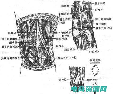 腘窝腘窝位置图 (揭秘氿窝网：网络世界的新宠儿)