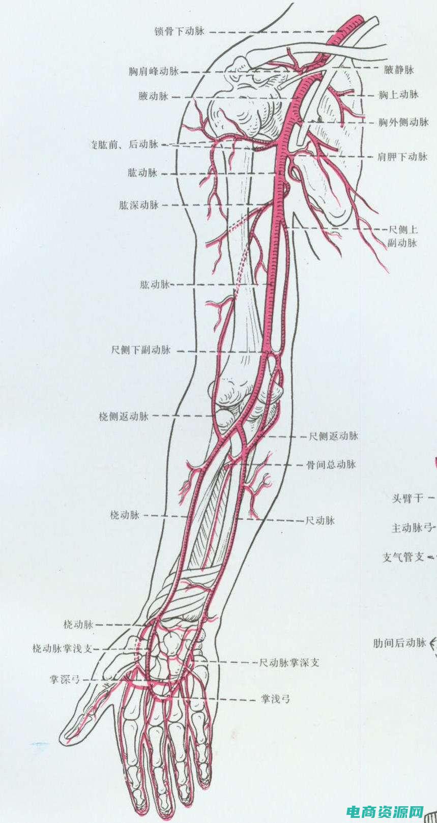 腘窝境界及其内结构位置关系 (氿窝网：互联网中的地下交易市场)